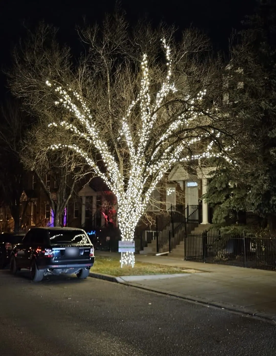 Street tree with its trunk and branches wrapped in cool white mini lights at night