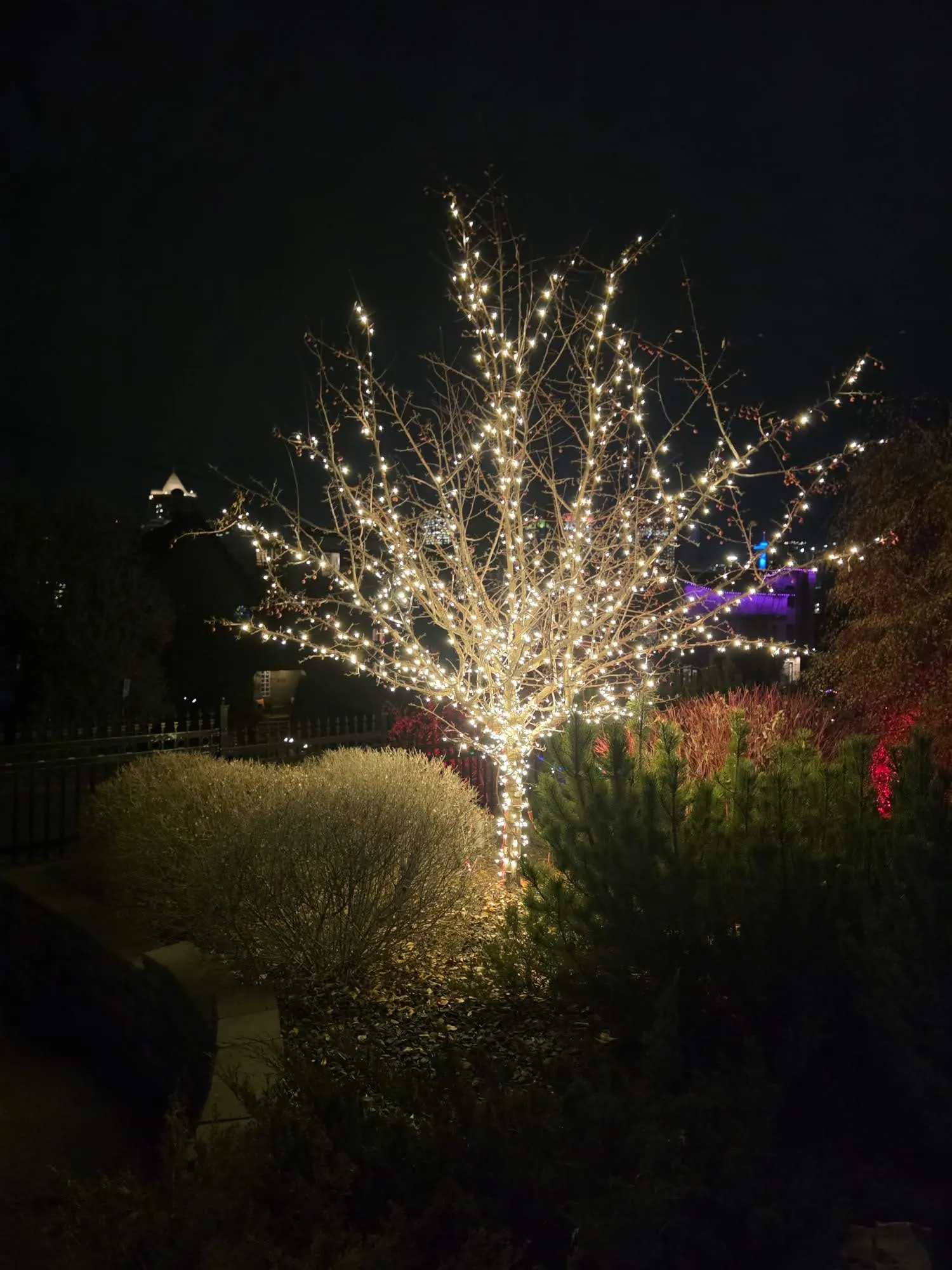 Deciduous tree with every branch wrapped in warm white mini lights, above a garden at night