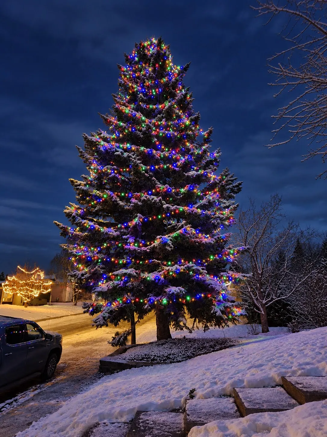 Large spruce wrapped in multicolour mini lights on a snowy sloped yard at dusk