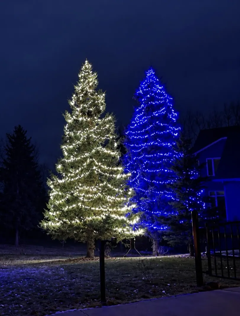 Two spruces at night, one wrapped in warm white and one in blue mini lights