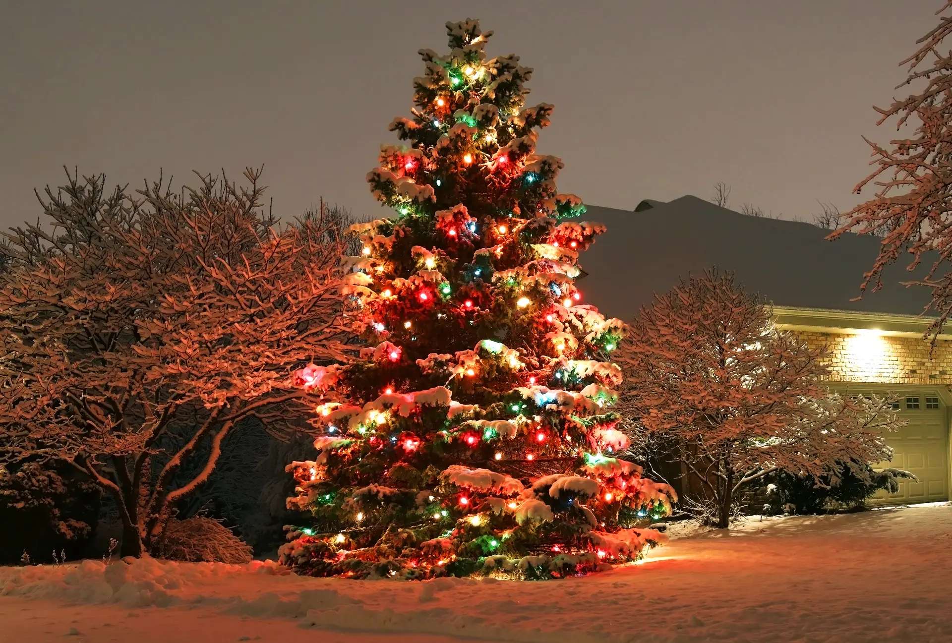 Spruce wrapped in multicolour lights in a snowy front yard