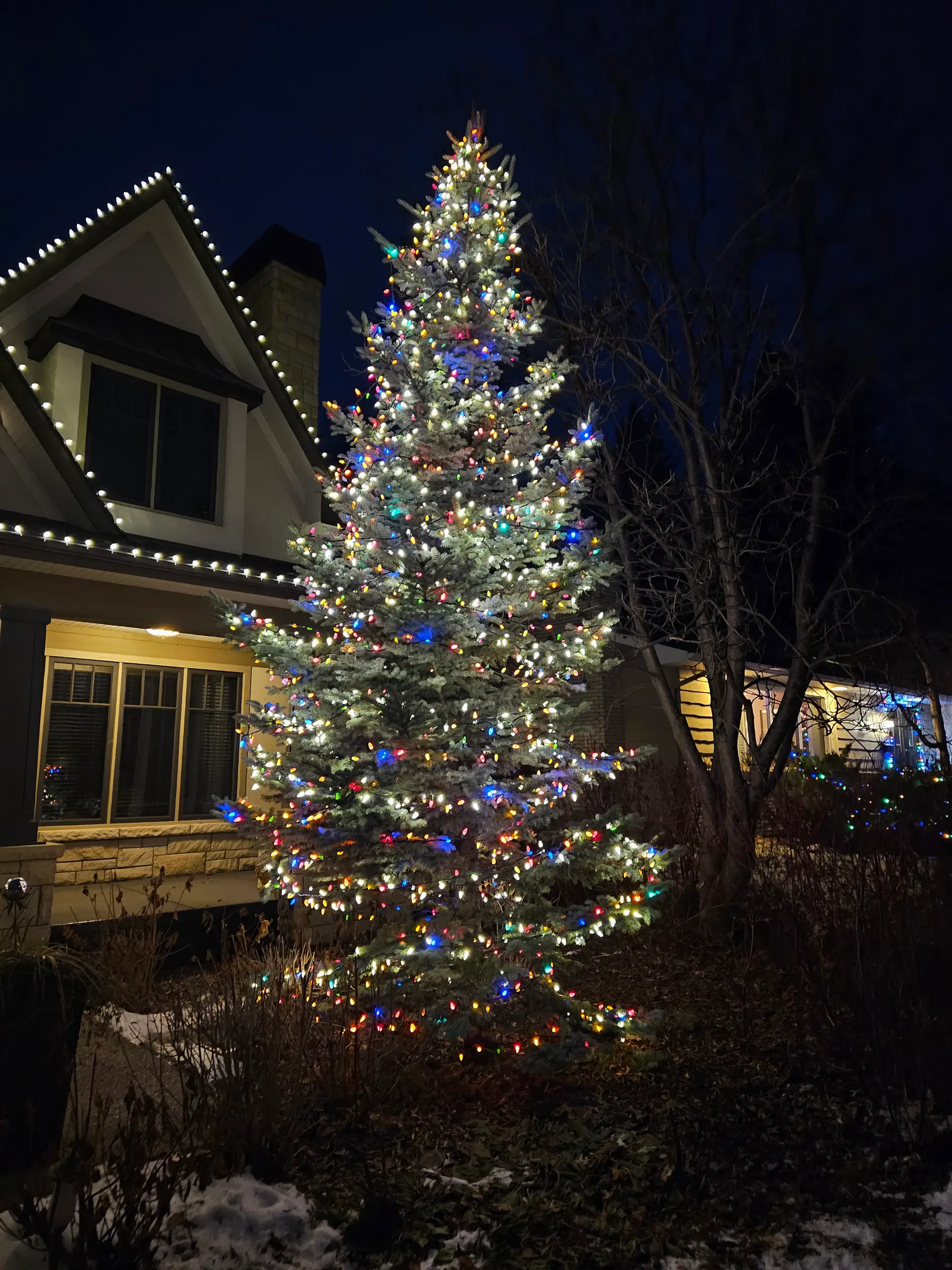 Tall spruce wrapped in multicolour lights next to a lit home