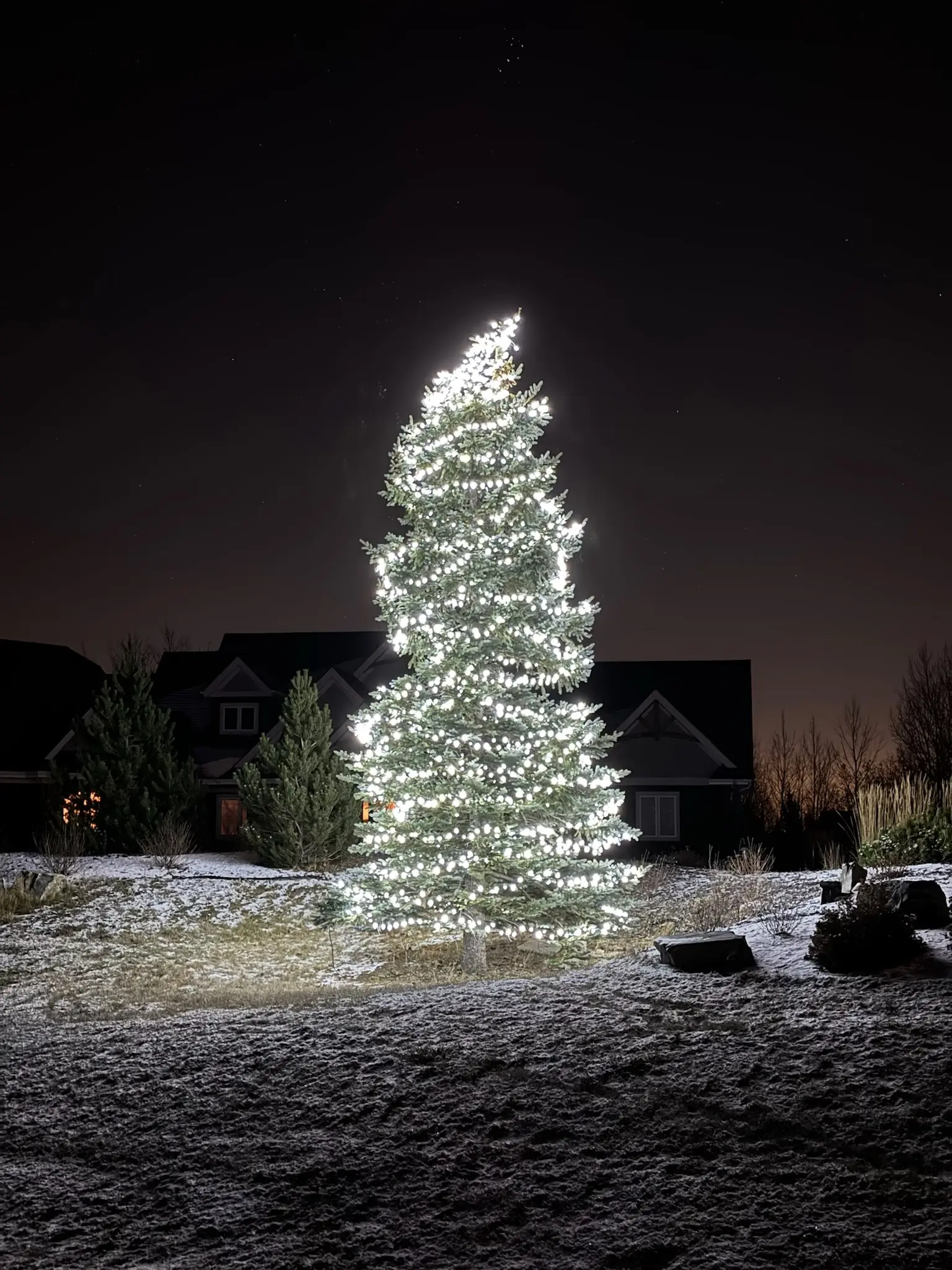 Spruce wrapped in white lights in a snowy yard at night